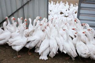 Приме бизнес-план мини-фермы по разведению гусей